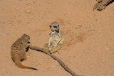 A tailless meerkat