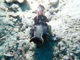 Flamboyant Cuttlefish