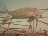 Sleeping Turtle